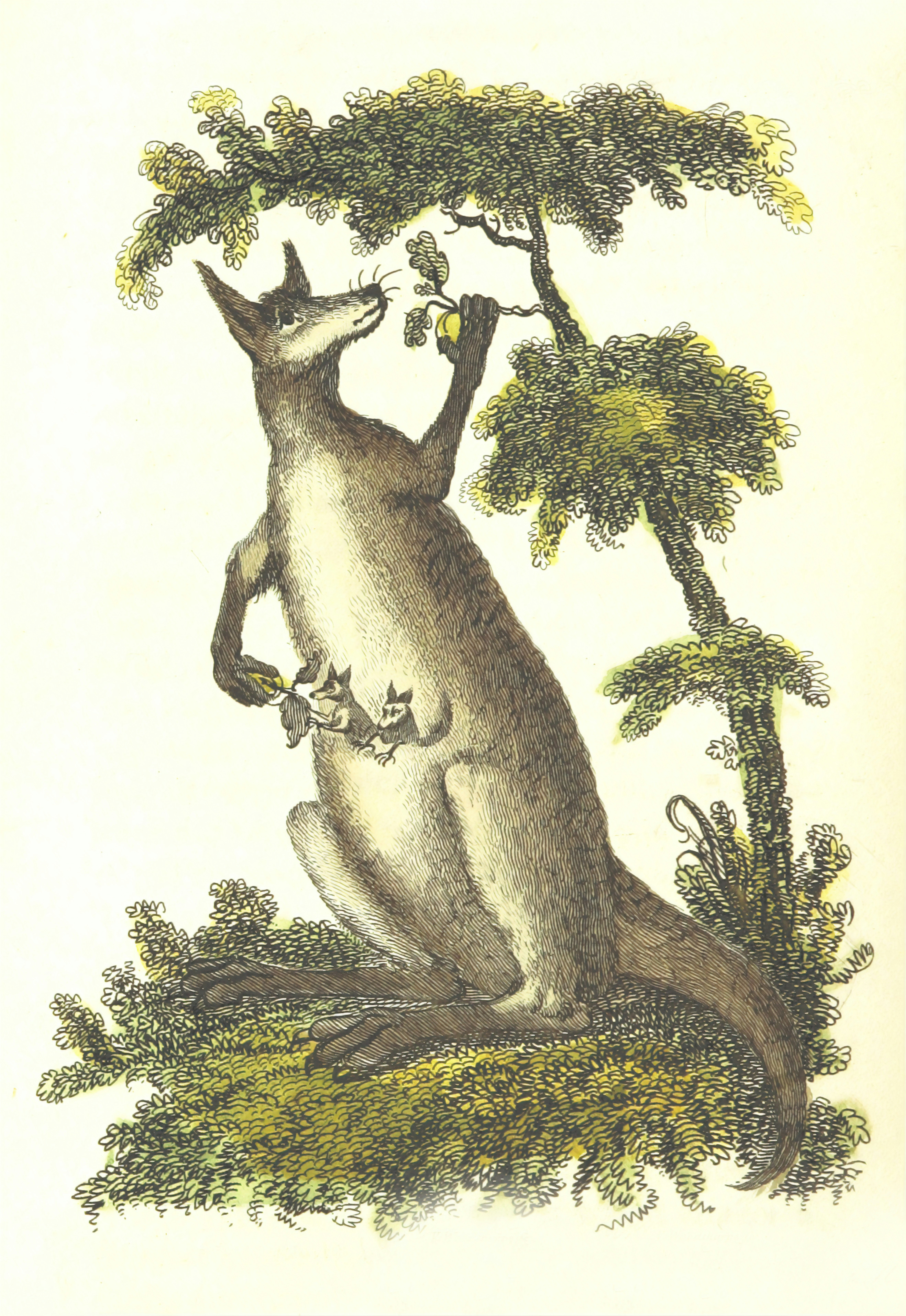 Kangaroo - British Library
