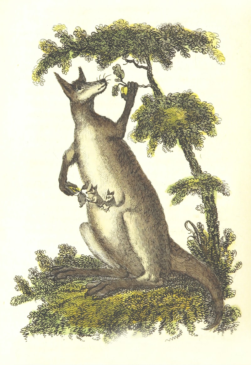 Kangaroo - British Library