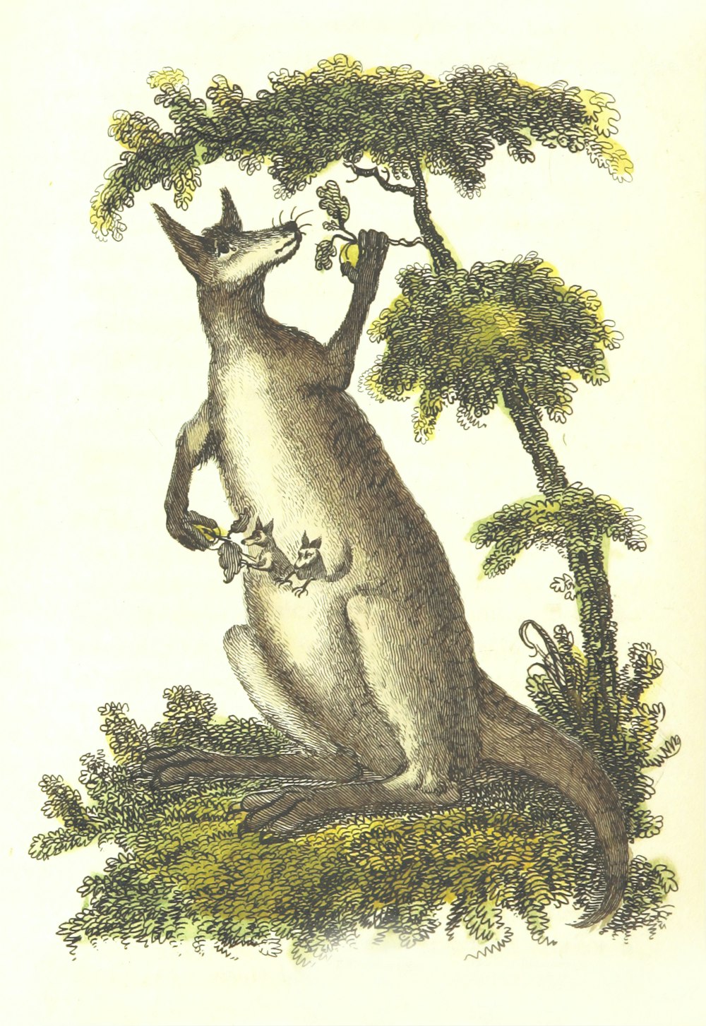 brown kangaroo sketch