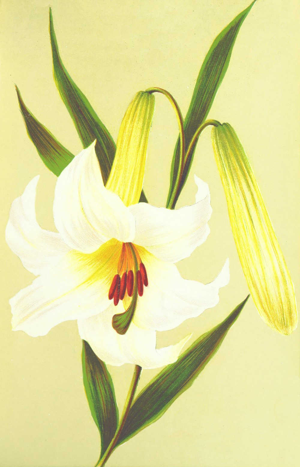 白い花びらの花のイラスト