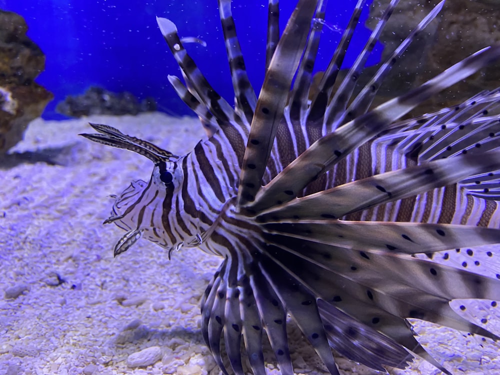 gray and white lionfish