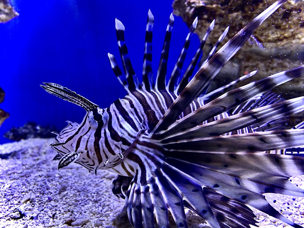 black and white lionfish