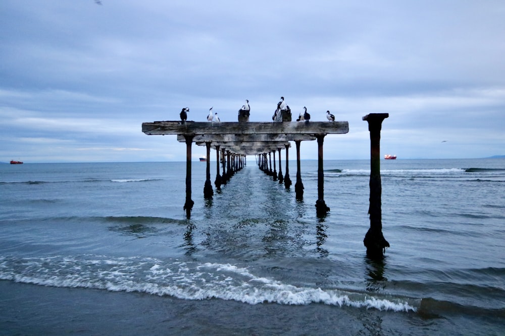 flock of bird standing on dock