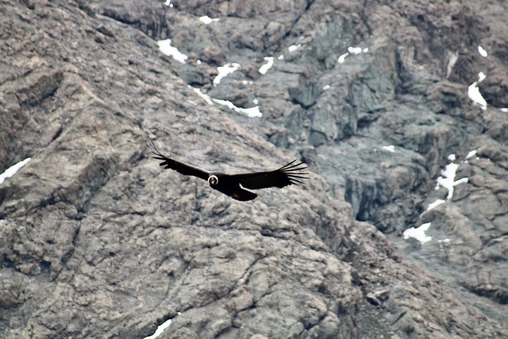 black bird flying near rocky mountain