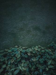 A serene backyard featuring lush native plants replacing traditional turfgrass.