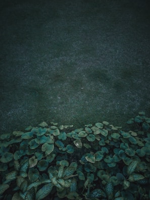 A peaceful outdoor setting with olive green plants.