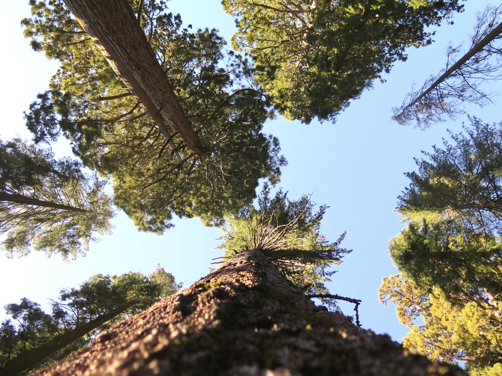 worms-eye-view photography of trees