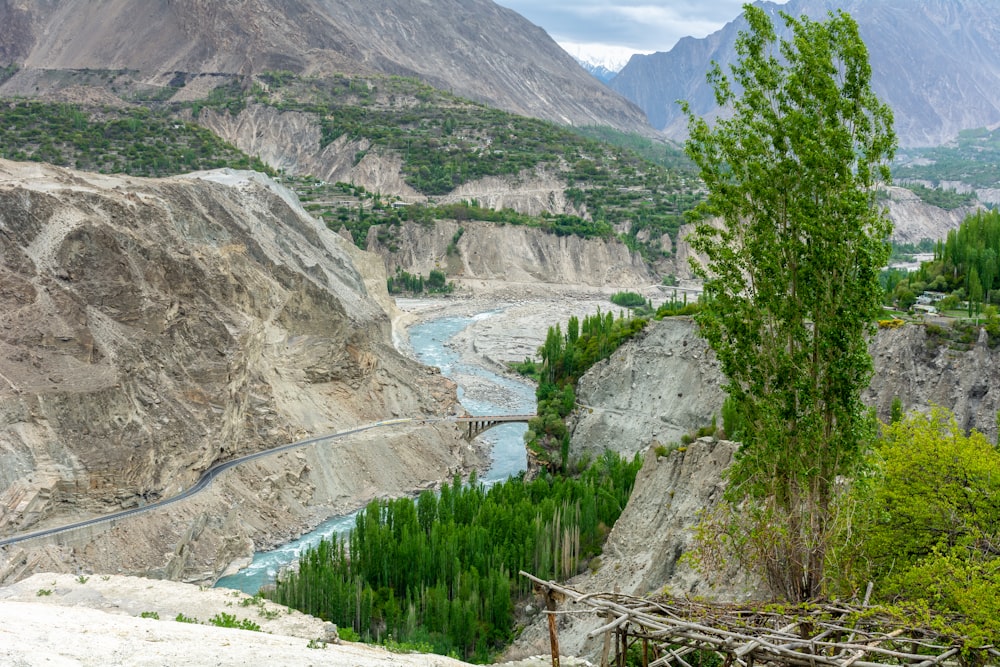 trees beside river