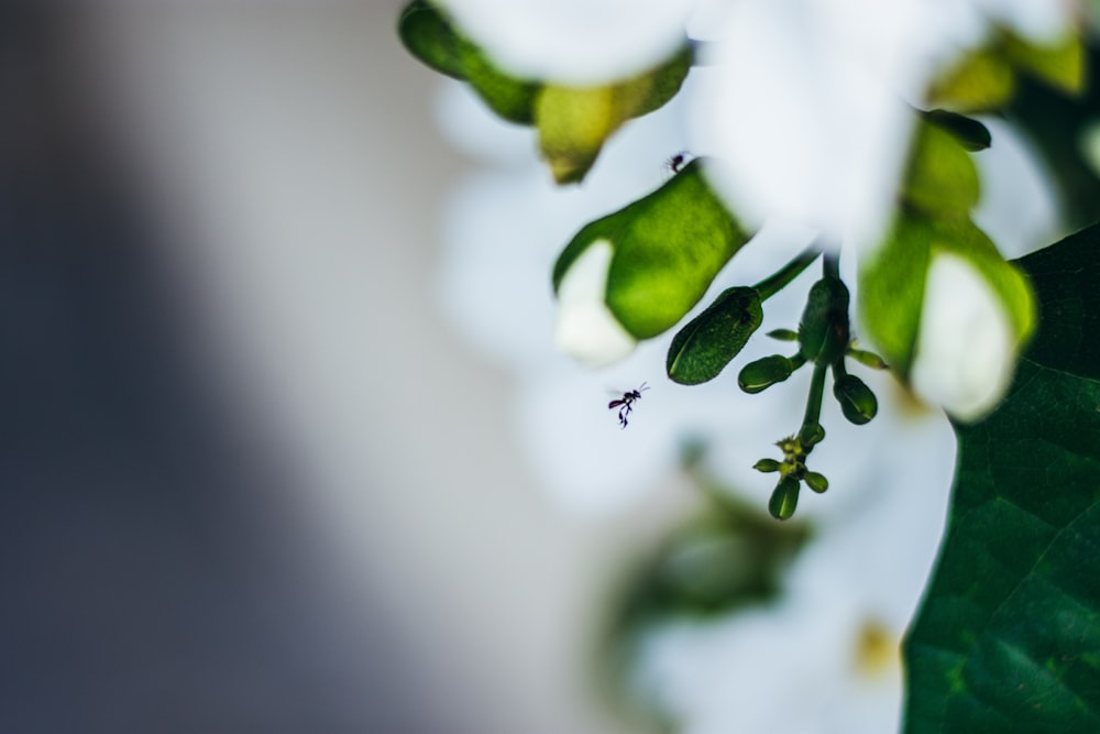 macro photography of green leaf plant