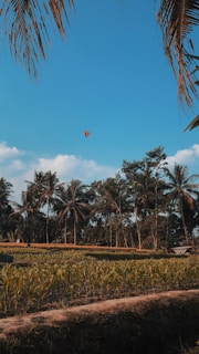 A vibrant aerial view of Burundi's lush agricultural fields under a bright blue sky, symbolizing growth and opportunity.