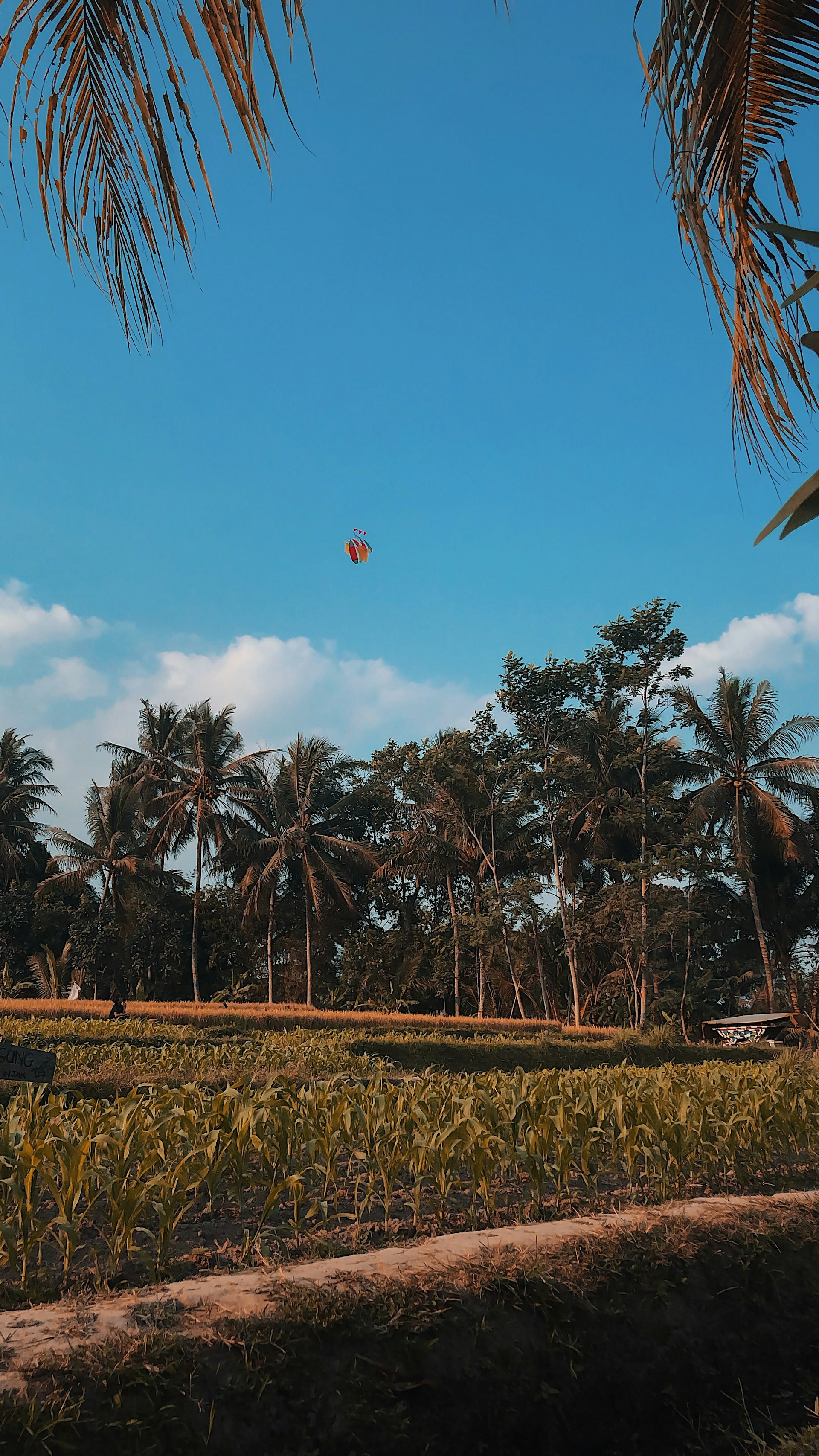 woman wearing yellow long-sleeved dress under white clouds and blue sky during daytime