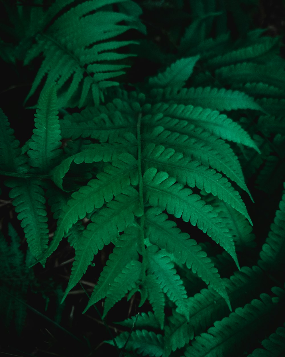 macrofotografia piante di felce verde