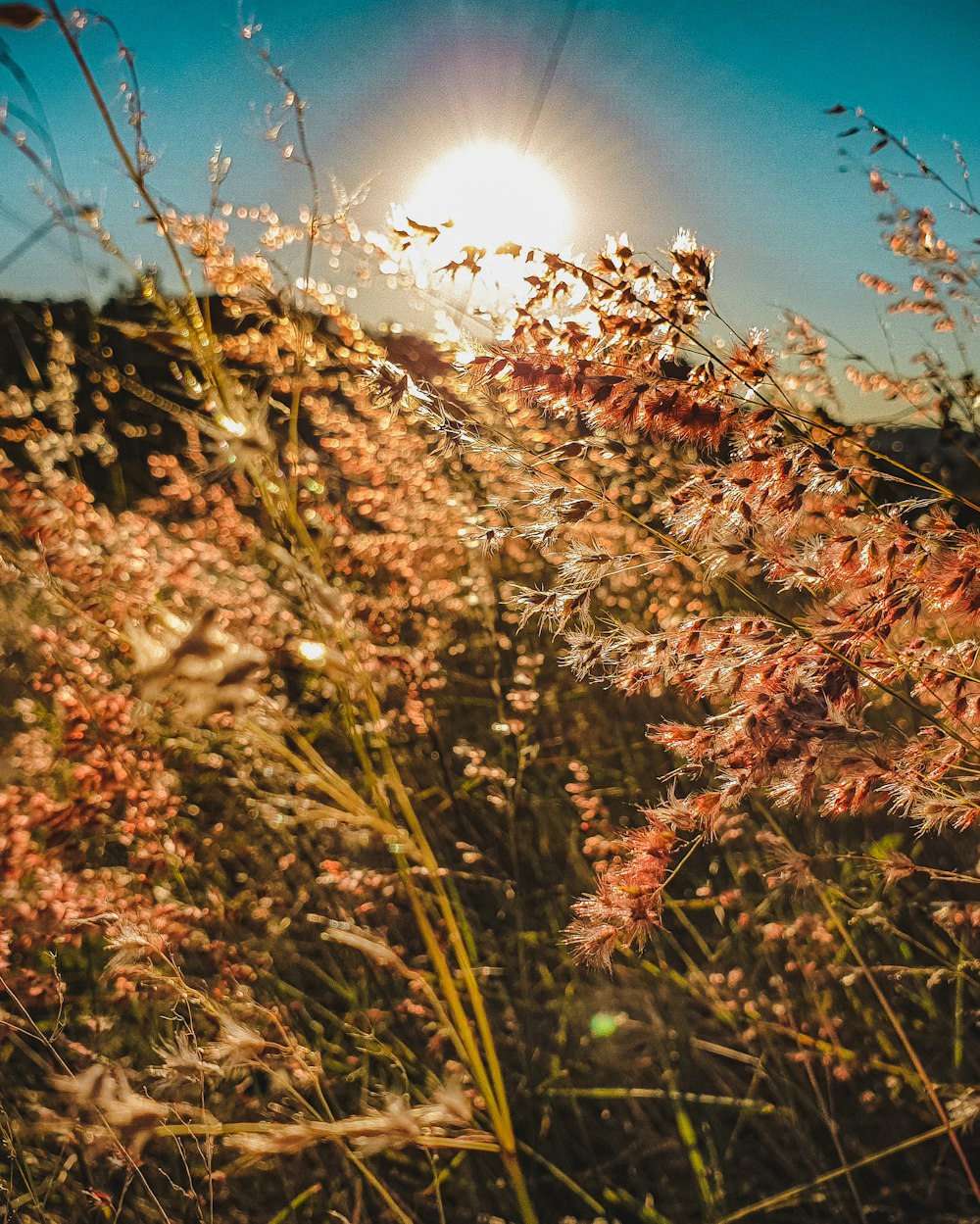 Makrofotografie von orangefarbenen Blattpflanzen