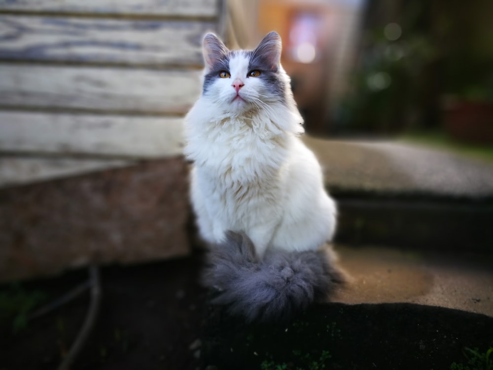 sitting white and gray cat on brown surface