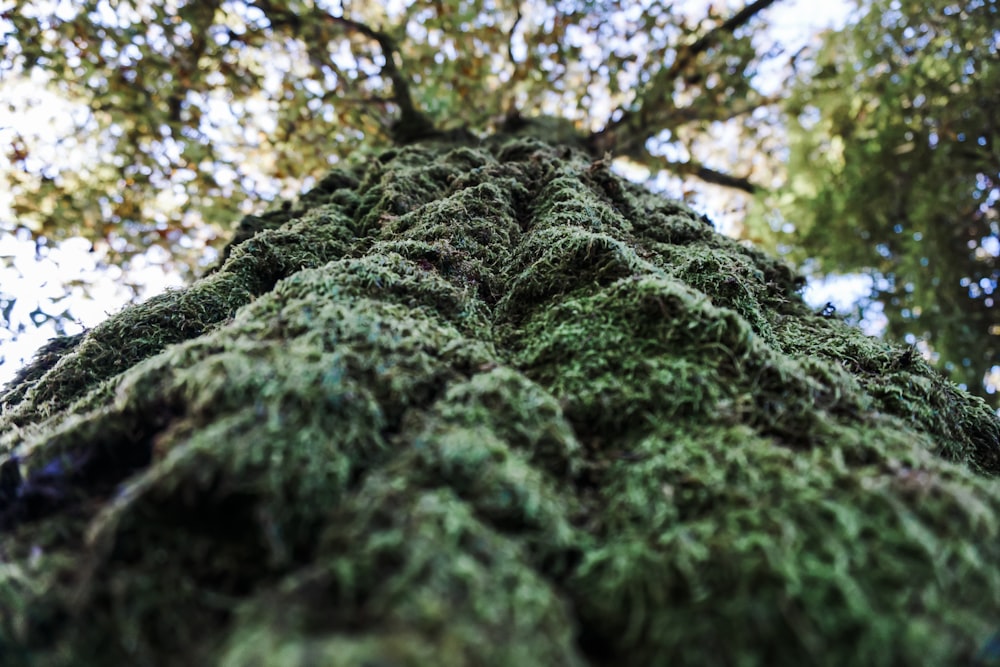 low-angle photography of green moss on tree trunk