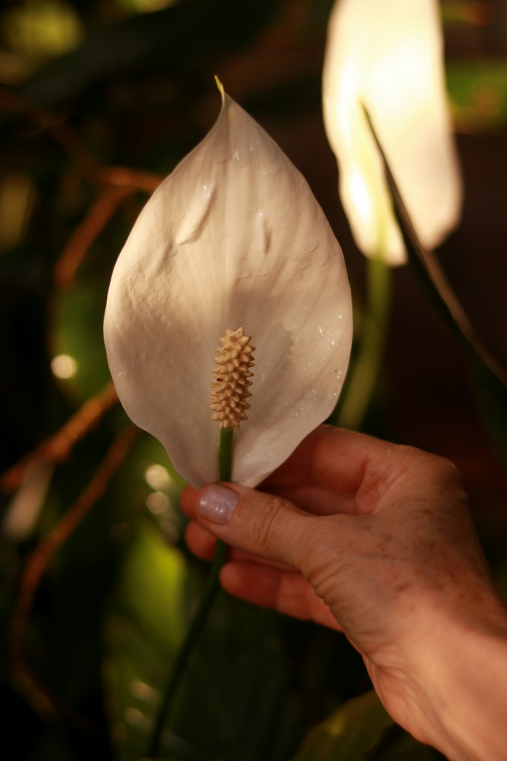 white peace lily flower