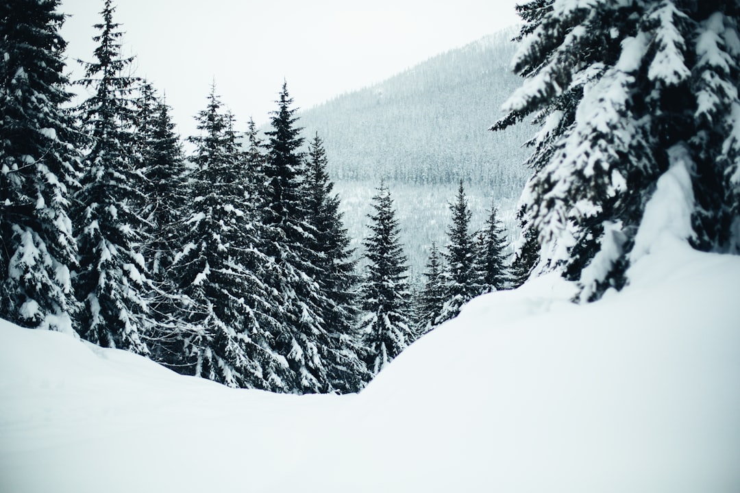 travelers stories about Forest in British Columbia, Canada