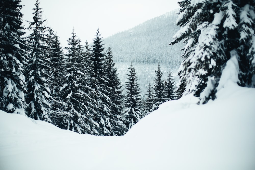 snow field with trees during daytime