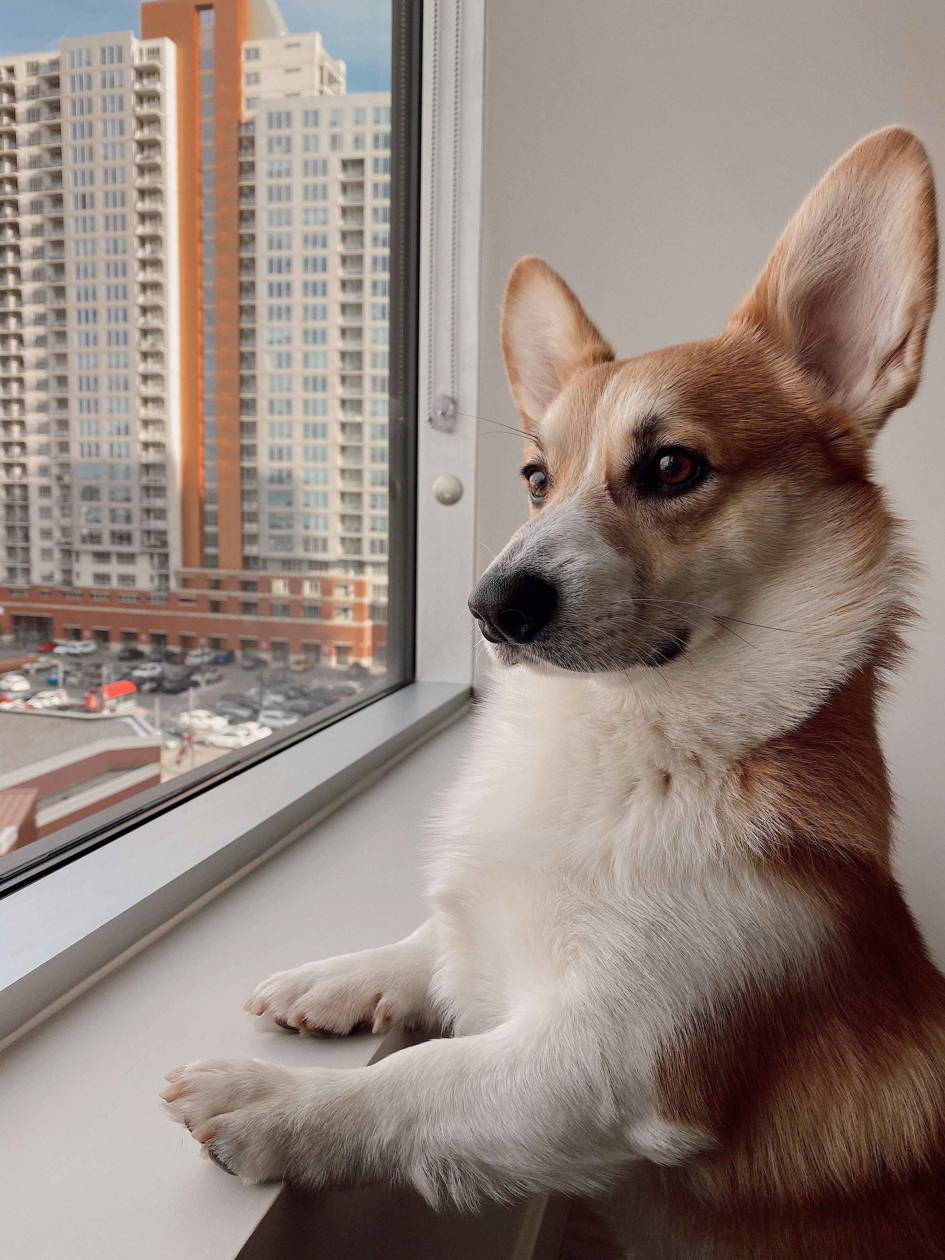 When Can I Leave My Puppy Home Alone Out of the Crate?