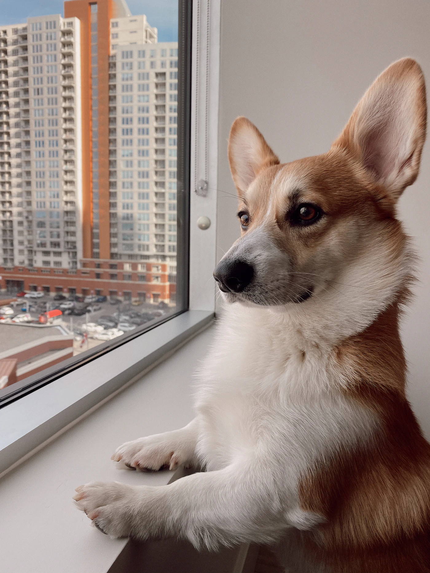 A red and white corgi rests its front paws on a windowsill and gazes out at a city skyline from a high apartment