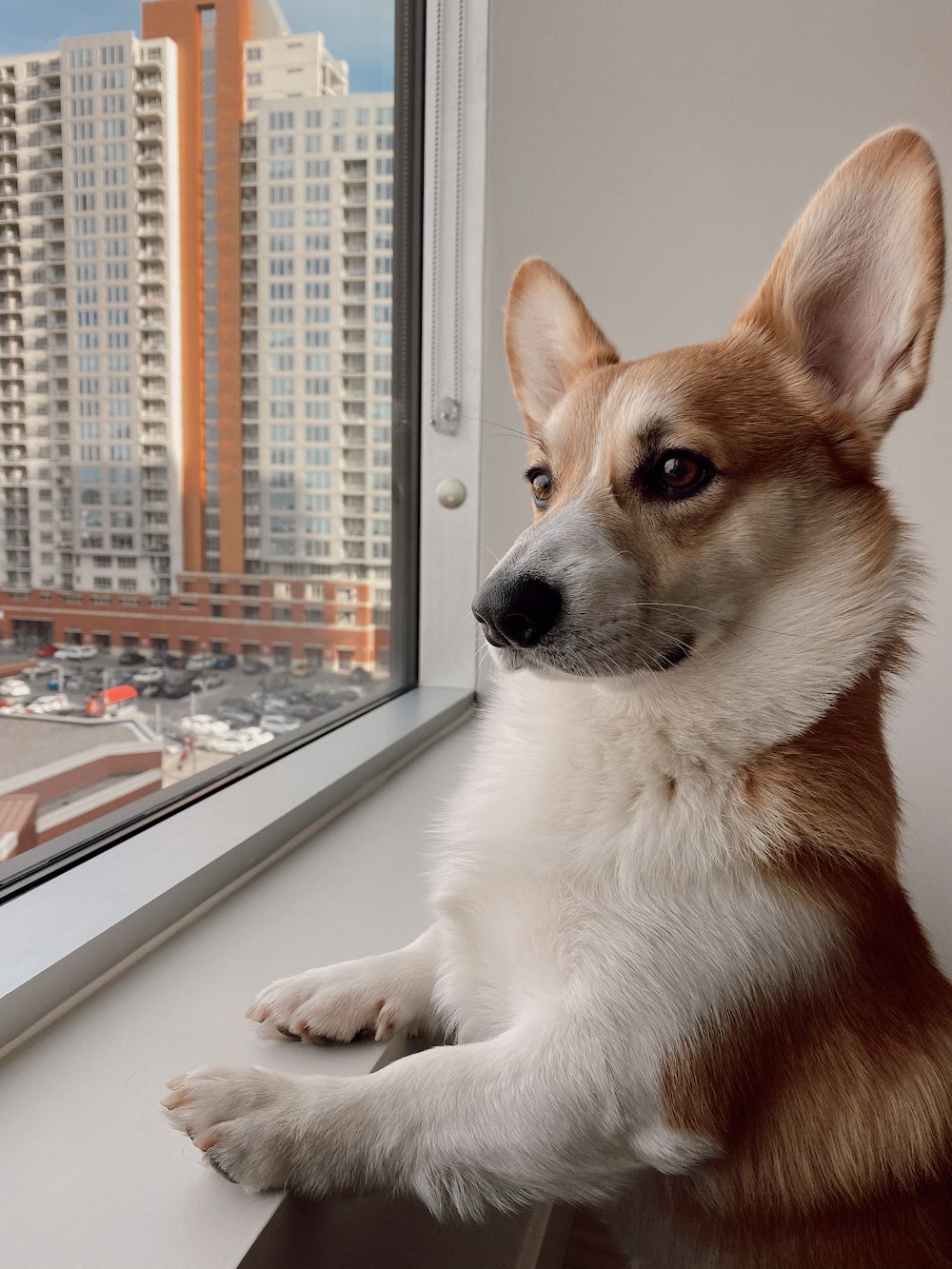 dog beside window