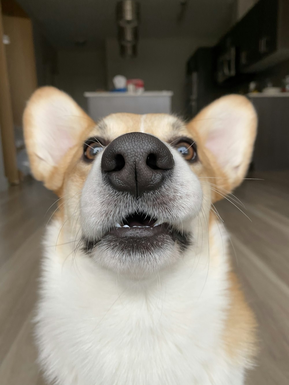 short-coated white and brown dog