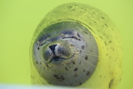 A seal with a content expression on its face, eyes closed, and head slightly tilted is visible in the foreground. The animal's skin is speckled with dark spots against a lighter background, set against a vibrant lime green backdrop.