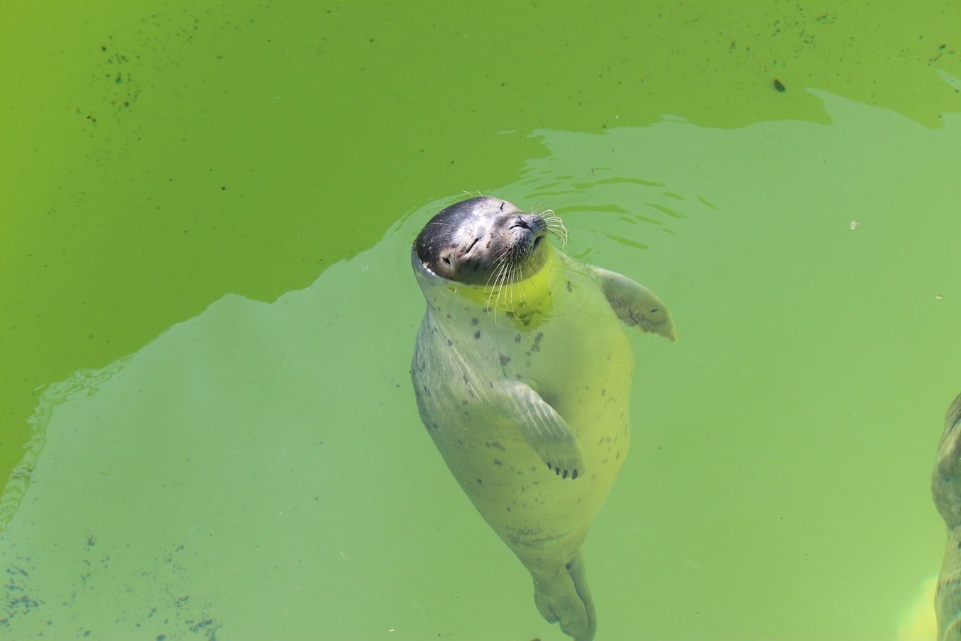 sunbathing seal