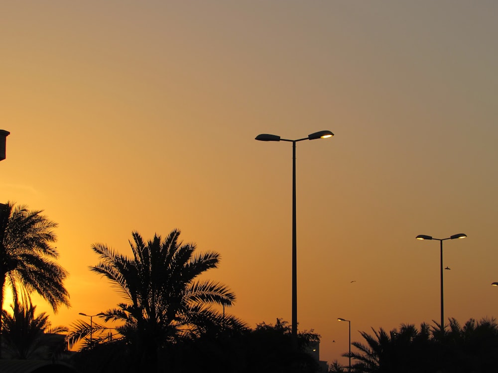 silhouette photography of trees and post lamps during golden hour