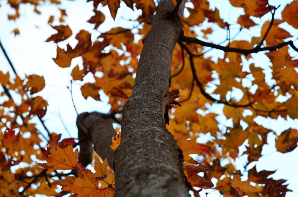 brown leaf tree