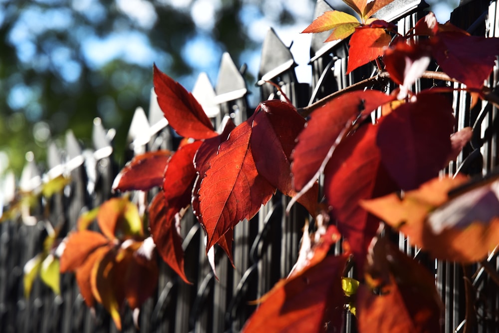 macro photography of red and orange leaf plants near gray metal fence