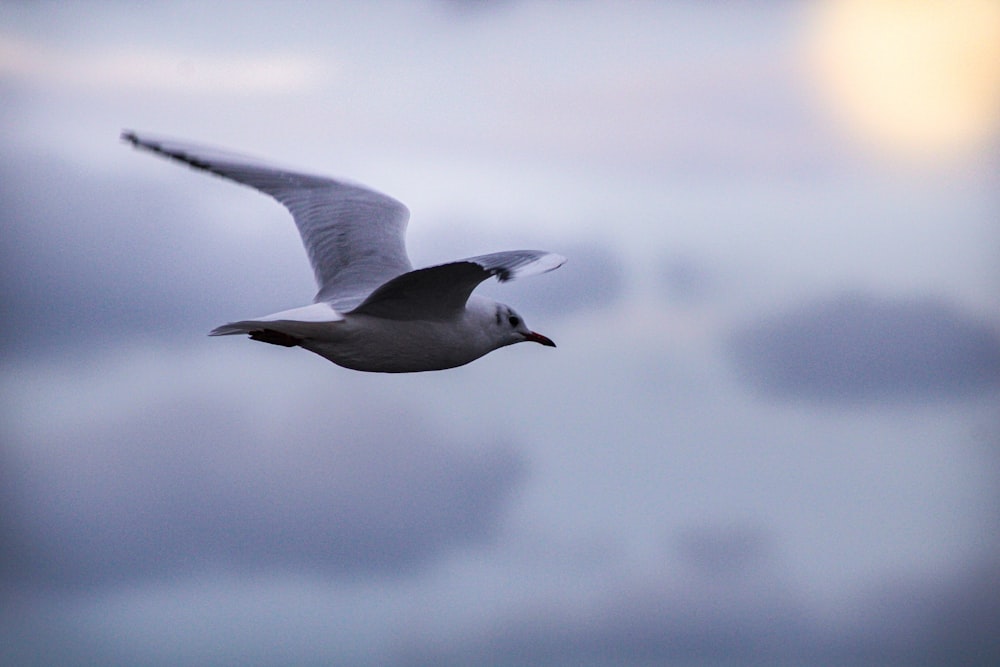 Fotografía de lapso de tiempo de un pájaro en vuelo