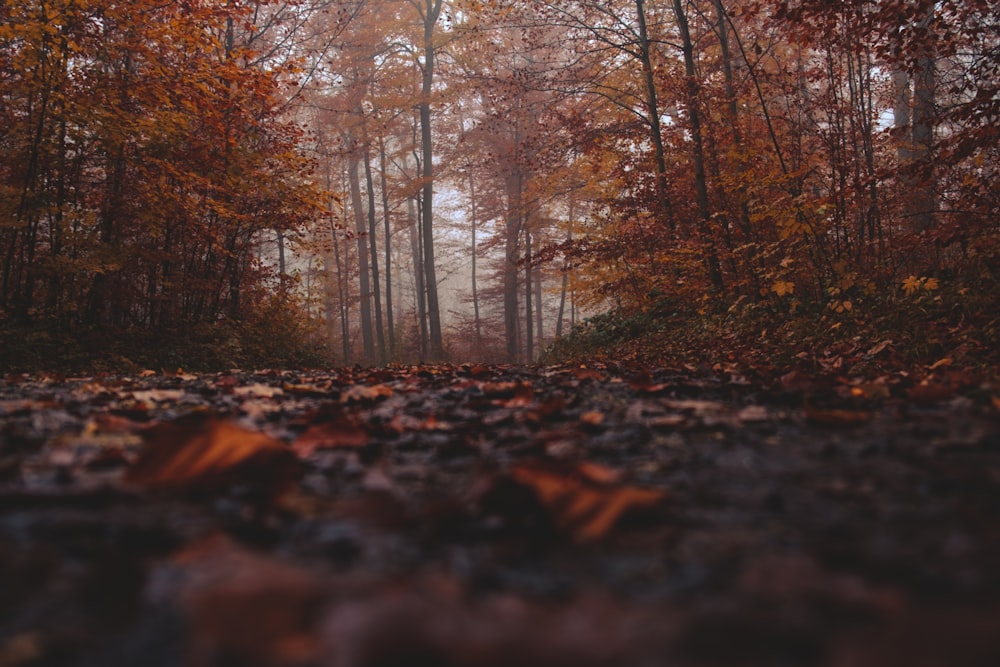 trees during day