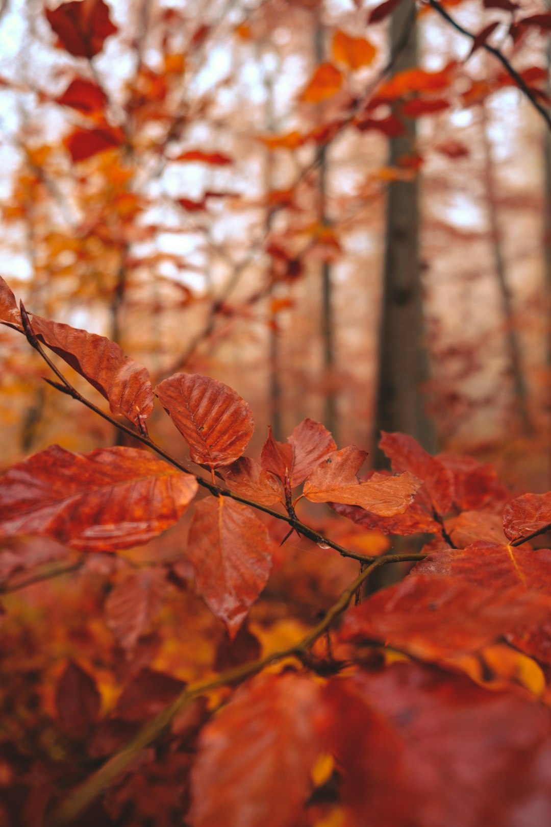 red leaf plant near trees