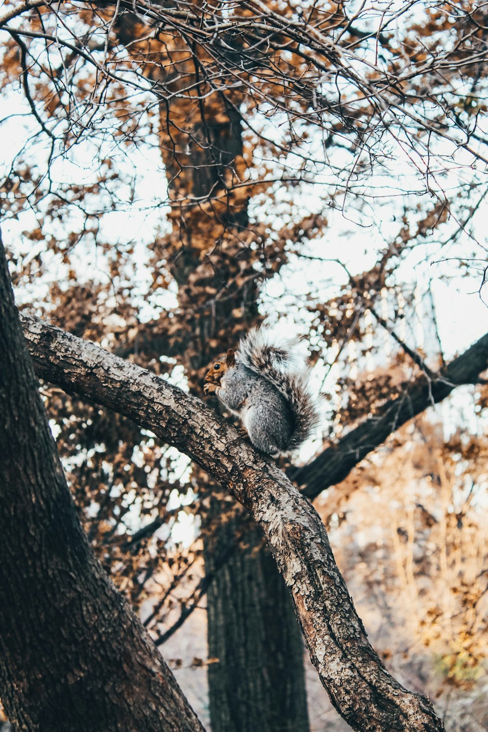 gray squirrel on branch