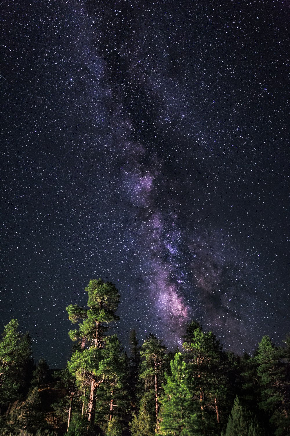 milkyway on sky over trees