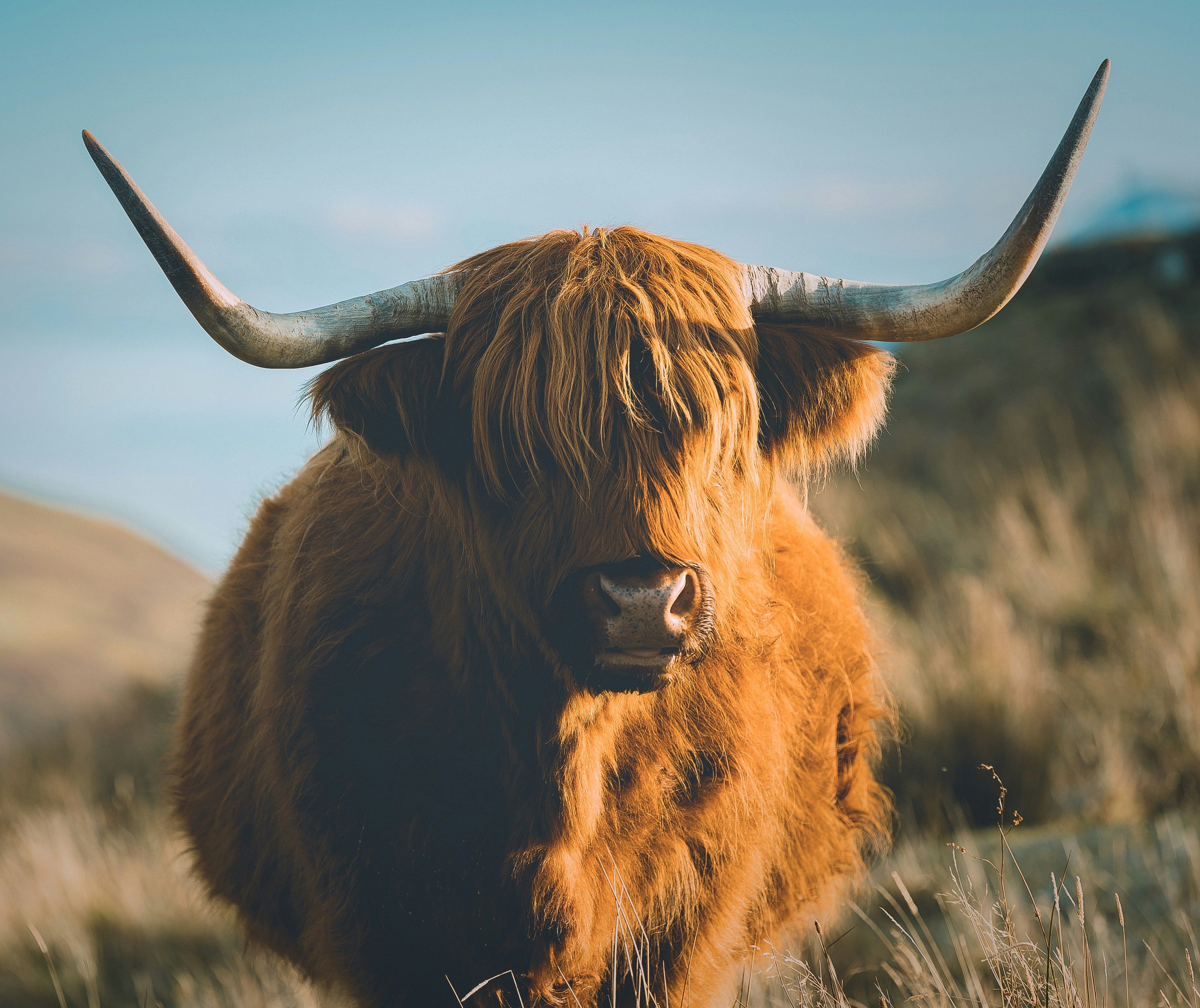 brown yak on field photo – Free Animal Image on Unsplash