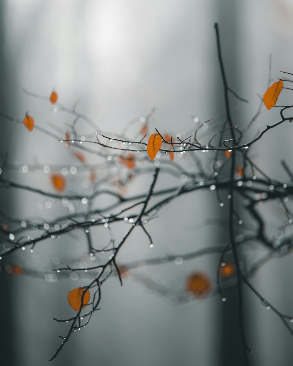 selective focus photography of orange leafed plant with dew