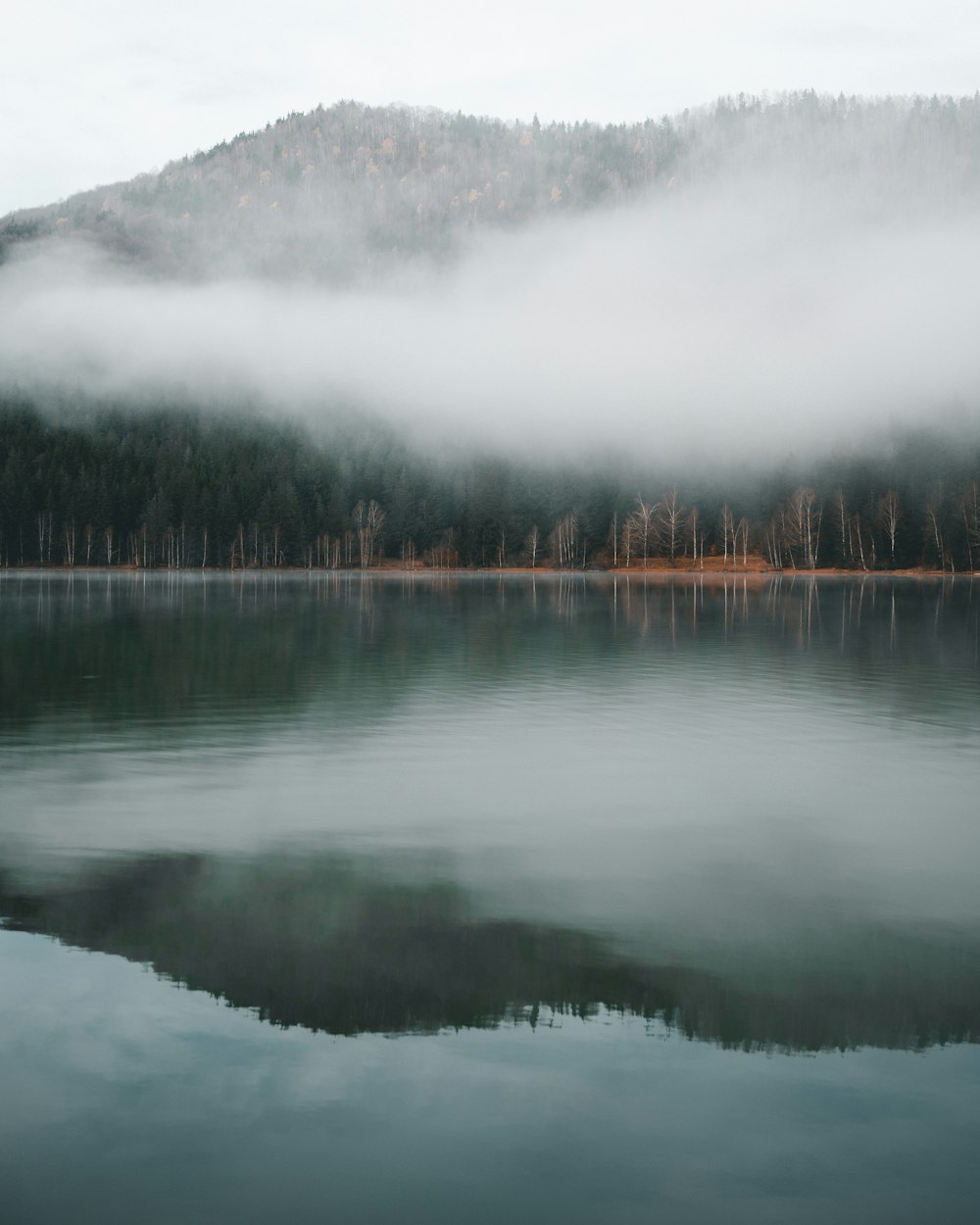 Cuerpo de agua cerca de árboles bajo la niebla