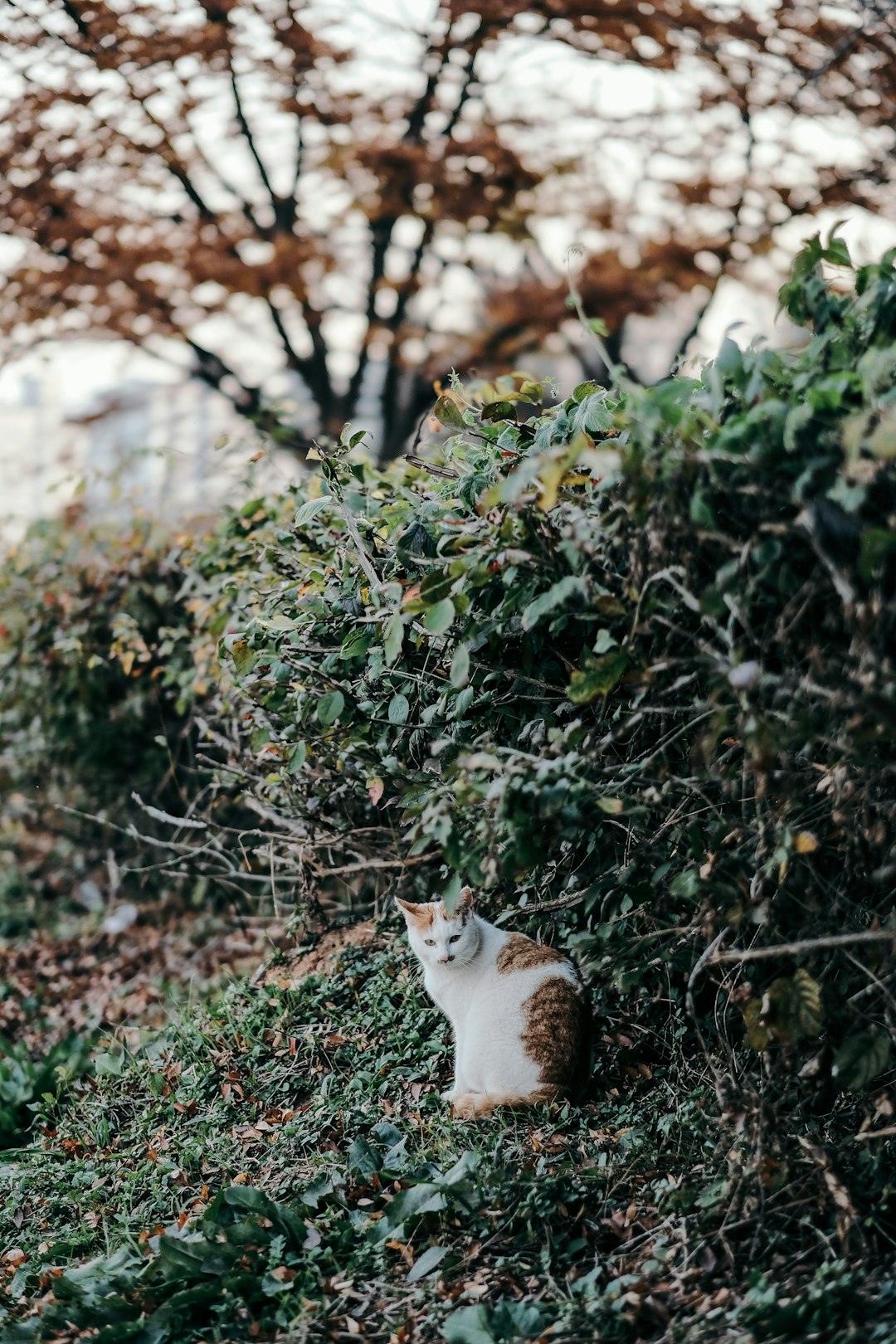 cat sitting under green shrubs