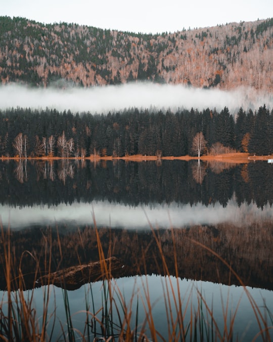 pine trees and body of water in Lake Sfânta Ana Romania