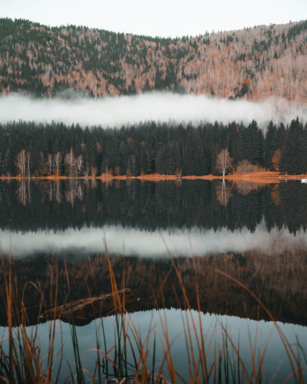 pine trees and body of water