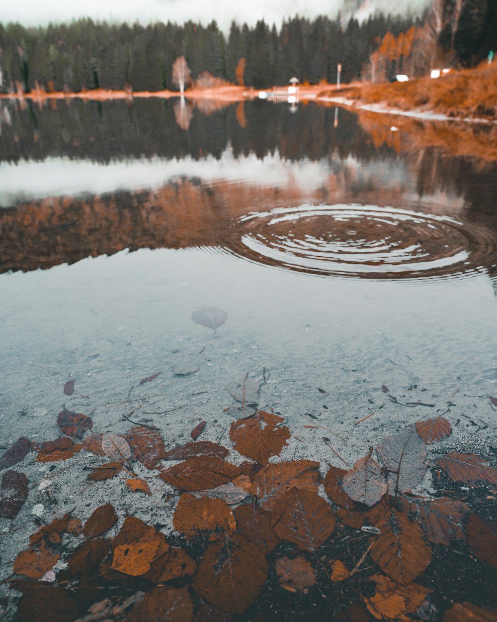 body of water and brown leaves