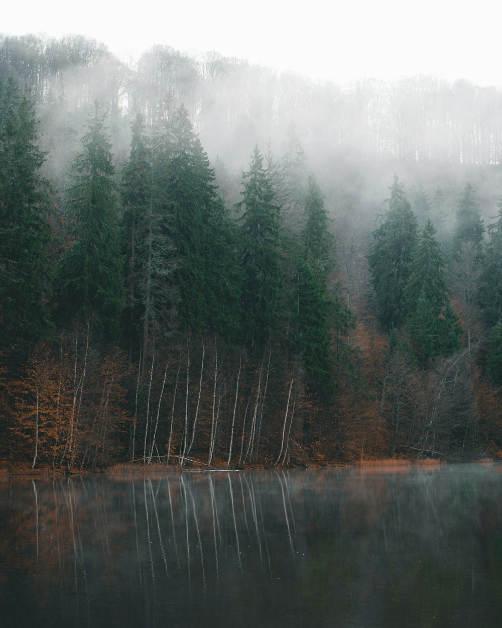 green-leafed trees during daytime