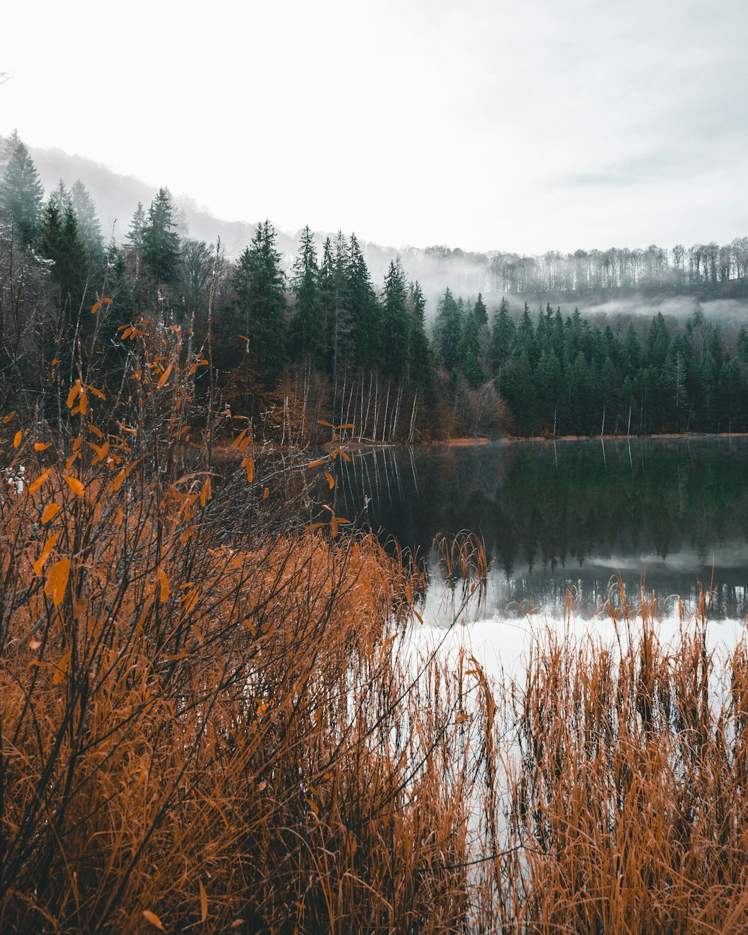 Nature reserve photo spot Lacul SfÃ¢nta Ana Nehoiu