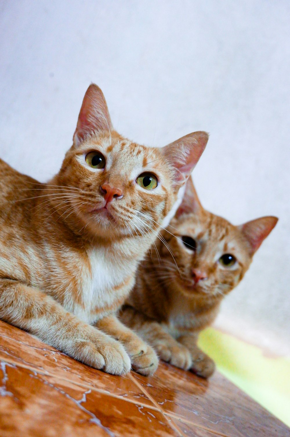 two orange tabby cats