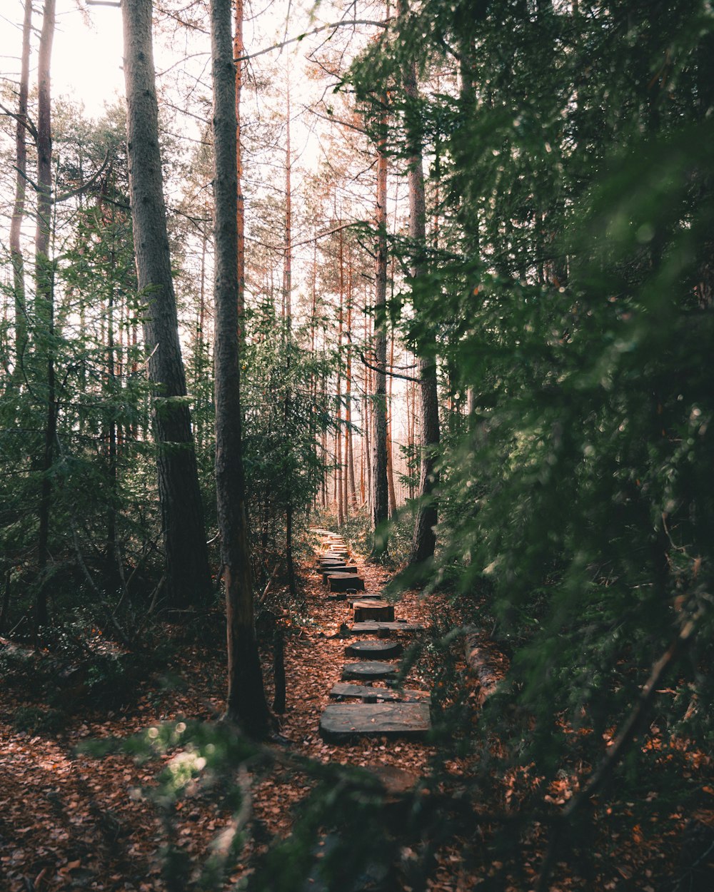 Un sentiero nel mezzo di una foresta circondata da alberi