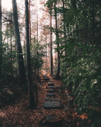 A serene forest trail lined with smooth white stones, inviting a quiet journey inward.