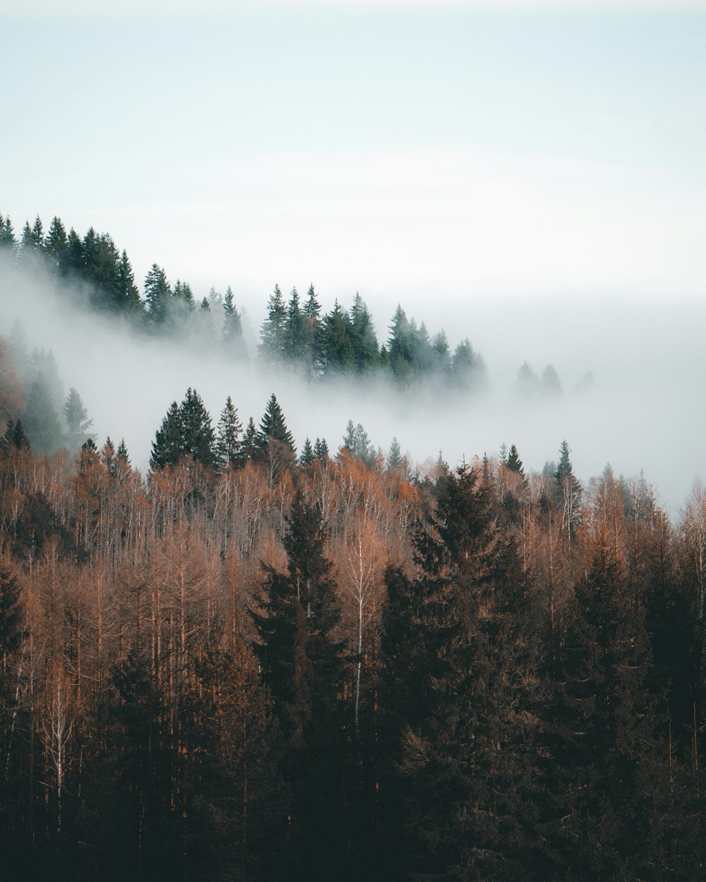 aerial photography of trees