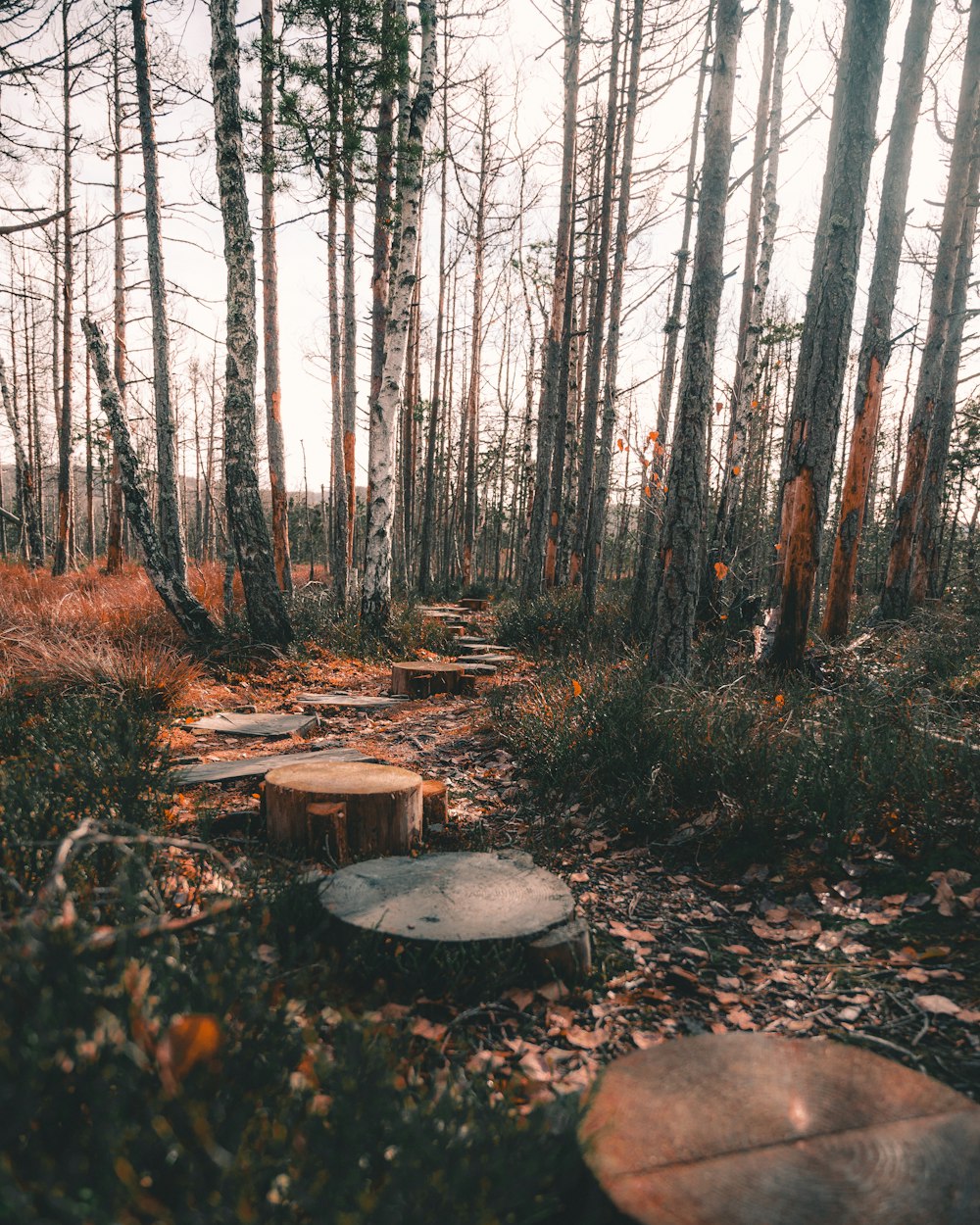 wood slab in forest during daytime